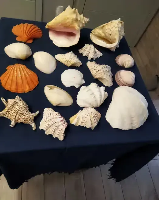 Kolekcja egzotycznych muszli — praca twórcy Joanna na Freshwall Marketplace