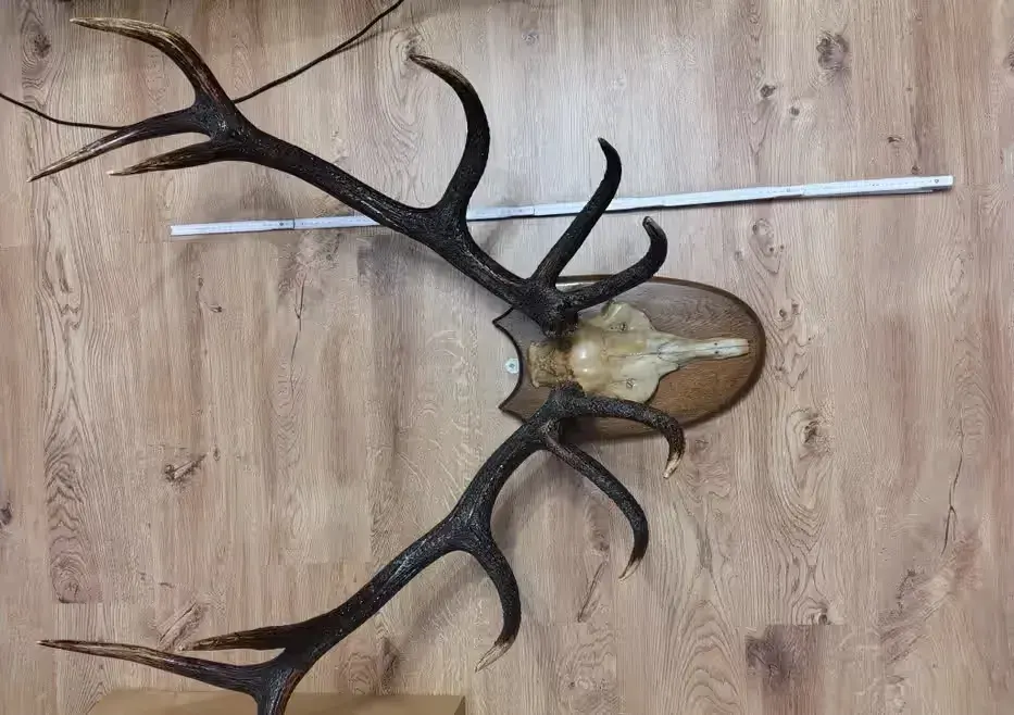 Poroże jelenia 5,5 kg — praca twórcy Kamila na Freshwall Marketplace