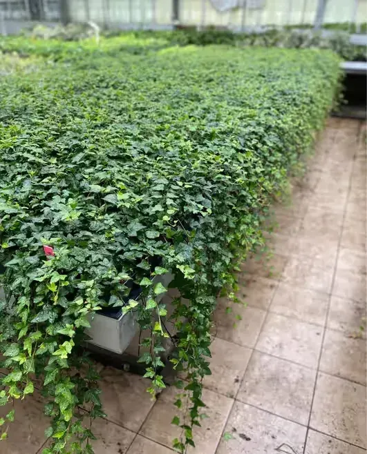 Zielona dekoracja przez cały rok – sadzonki bluszczu od ręki 90-110cm — praca twórcy Karolina na Freshwall Marketplace