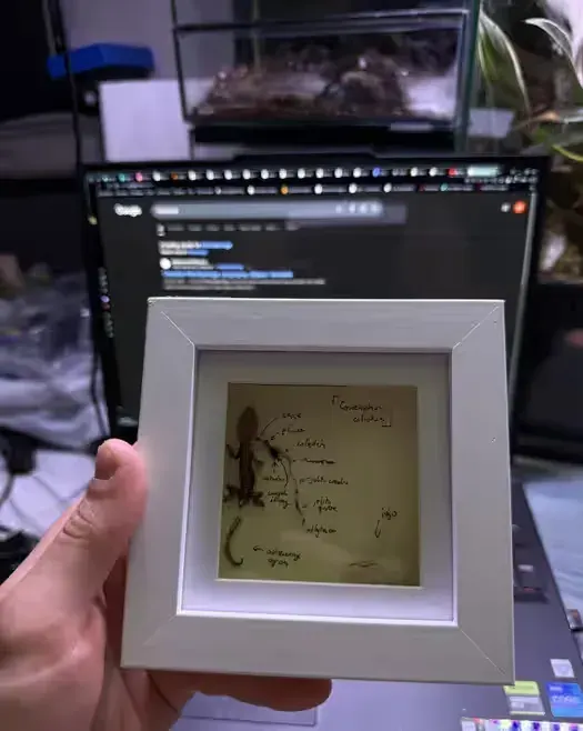 Preparat biologiczny art ozdoba dekoracja 3d gekon orzęsiony prezent dinozaur nowa kaledionia ramka obraz zawieszka gablotka gablota — praca twórcy GeckoForge na Freshwall Marketplace
