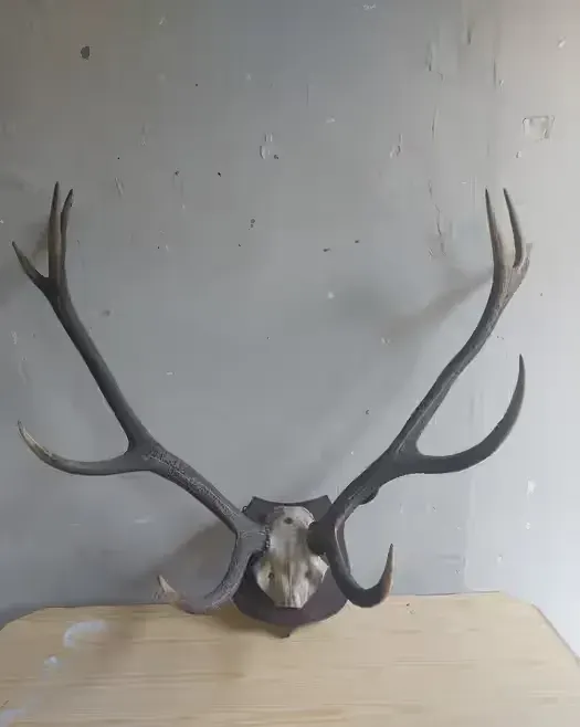 Stare poroże wieniec wraz z czaszka jelenia 75/100 cm. — praca twórcy Bodek na Freshwall Marketplace