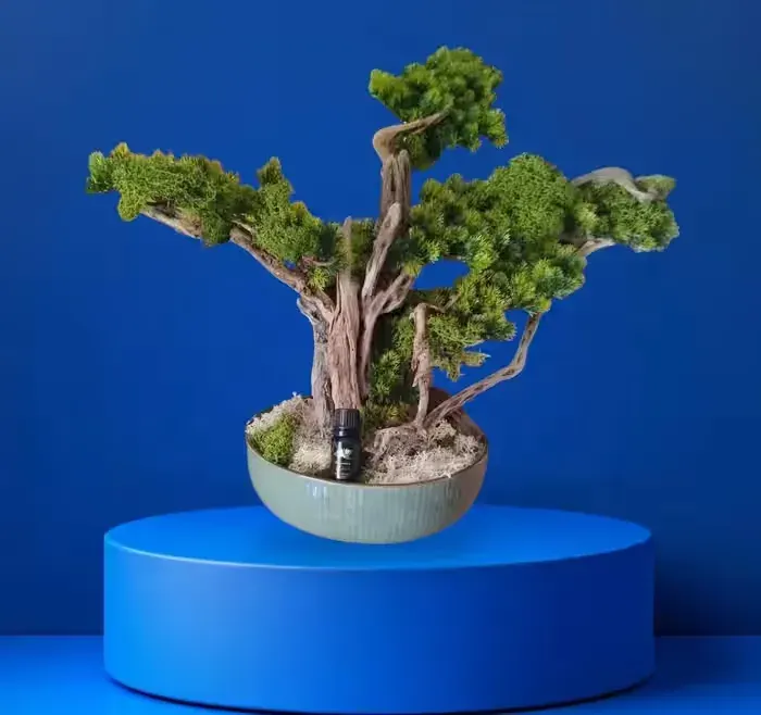 Rękodzieło, bonsai naturalne drewno . — praca twórcy Robr na Freshwall Marketplace