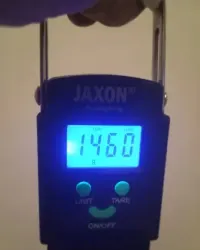 Belemnity, skamieniałosci 1,460 kg — ujęcie 2