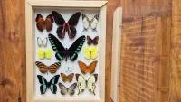Gablotka motyle Trogonoptera Papilio Heliconius i inne na ścianę — ujęcie 2