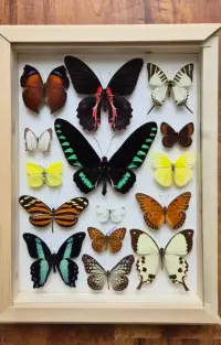 Gablotka motyle Trogonoptera Papilio Heliconius i inne na ścianę — ujęcie 3