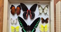 Gablotka motyle Trogonoptera Papilio Heliconius i inne na ścianę — ujęcie 4