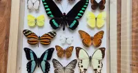 Gablotka motyle Trogonoptera Papilio Heliconius i inne na ścianę — ujęcie 5