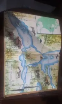 Kanada pachnaca zywica — ujęcie 3