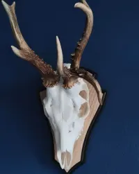 Kozły mylkusy parostki poroże myłkus — ujęcie 3