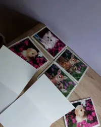 Obrazki/pocztówki/kartki kolekcjonerskie ze zwierzętami — ujęcie 5