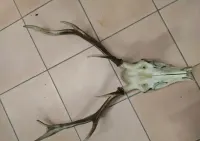 Piękne duże poroże — ujęcie 3