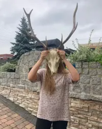 Piękne duże poroże — ujęcie 2