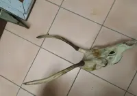 Piękne poroże naturalne — ujęcie 2