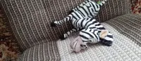 Pluszak zebra bds — ujęcie 2