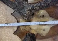 Poroże jelenia 5,5 kg — ujęcie 2