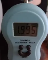 Poroże łosia 2kg — ujęcie 5