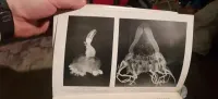 Stara książka z ładnymi ilustracjami — ujęcie 4