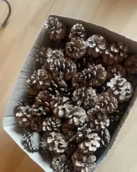Szyszki z sosny czarnej — ujęcie 3