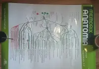 plakat medyczny anatomia Sobotta — ujęcie 2