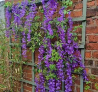 Wisteria glicynia sztuczna girlanda kwiatowa dekoracja 12 sztuk — ujęcie 2