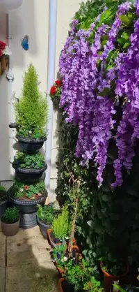 Wisteria glicynia sztuczna girlanda kwiatowa dekoracja 12 sztuk — ujęcie 3