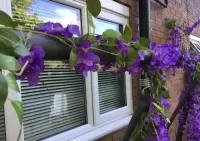 Wisteria glicynia sztuczna girlanda kwiatowa dekoracja 12 sztuk — ujęcie 3