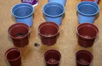 25 doniczka doniczki produkcyjne do rozsady śr.14,13, 12, 11cm — ujęcie 2