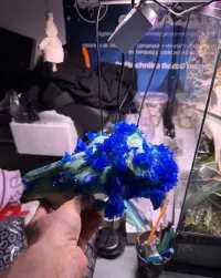 Czaszka z kryształami art natural drco kryształy kamyczki eksponat — ujęcie 2