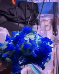Czaszka z kryształami art natural drco kryształy kamyczki eksponat — ujęcie 3