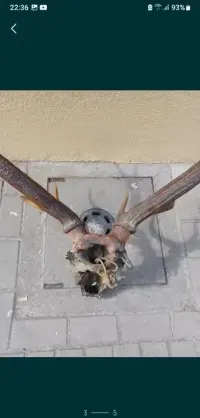 Duże poroże jelenia z czaszką dwunastak — ujęcie 5