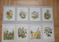 Grafika vintage, 8 dekoracyjnych plansz tematyka ornitologiczna Anglia — ujęcie 2