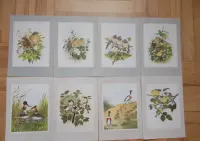 Grafika vintage, 8 dekoracyjnych plansz tematyka ornitologiczna Anglia — ujęcie 3