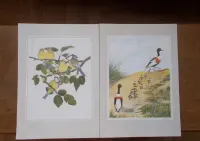 Grafika vintage, 8 dekoracyjnych plansz tematyka ornitologiczna Anglia — ujęcie 4