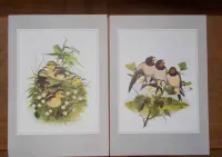 Grafika vintage, 8 dekoracyjnych plansz tematyka ornitologiczna Anglia — ujęcie 5
