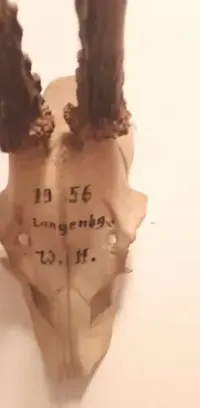 Kolekcja rogów dla myśliwego antyk — ujęcie 2