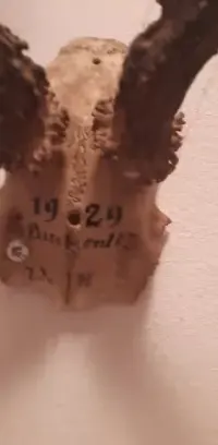 Kolekcja rogów dla myśliwego antyk — ujęcie 3