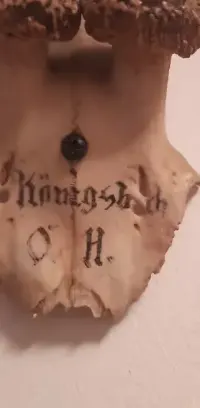 Kolekcja rogów dla myśliwego antyk — ujęcie 4