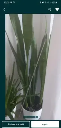 Kwiat sensaveria duzy Ok 70cm — ujęcie 2