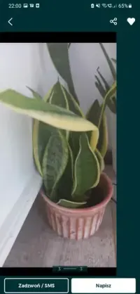 Kwiat sensaveria duzy Ok 70cm — ujęcie 3
