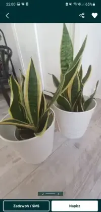 Kwiat sensaveria duzy Ok 70cm — ujęcie 4