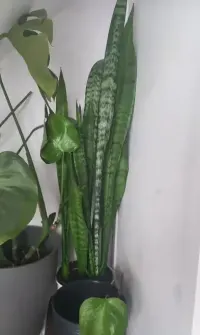 Kwiat sensaveria duzy Ok 70cm — ujęcie 5