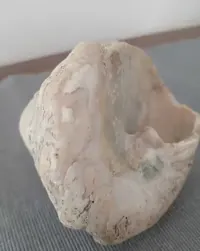 Muszla naturalna średnia, biała — ujęcie 3