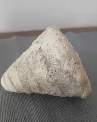 Muszla naturalna średnia, biała — ujęcie 4