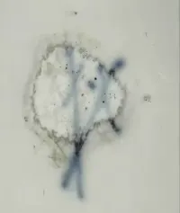 Paterka Miśnia ok. 1760 r. forma liścia — ujęcie 5