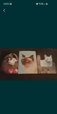 Pocztówki koty z kotami — ujęcie 3