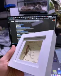 Preparat biologiczny art ozdoba dekoracja 3d gekon orzęsiony prezent dinozaur nowa kaledionia ramka obraz zawieszka gablotka gablota — ujęcie 2