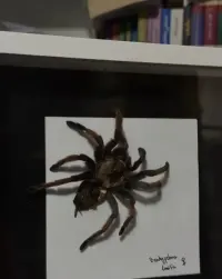 Ptasznik w ramce wylinka eksponat obraz plakat ramka pająk preparat — ujęcie 2