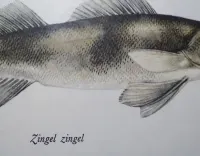 Stara rycina ryby w ramie z passe-partout — ujęcie 4