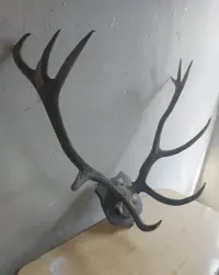 Stare poroże wieniec wraz z czaszka jelenia 75/100 cm. — ujęcie 2