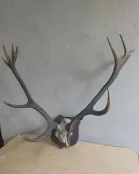 Stare poroże wieniec wraz z czaszka jelenia 75/100 cm. — ujęcie 4